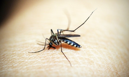 My close call with Dengue